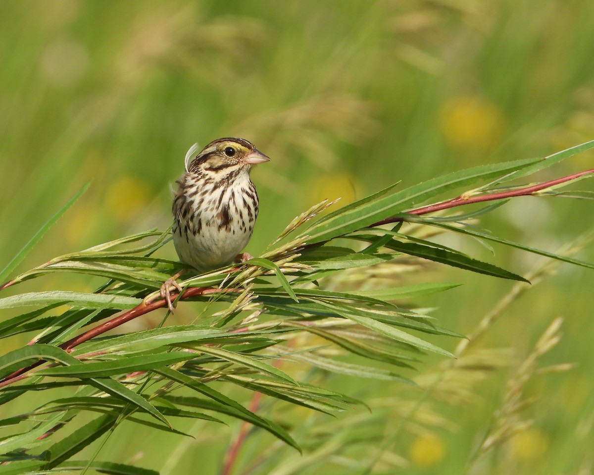 Savannah Sparrow - ML620491771