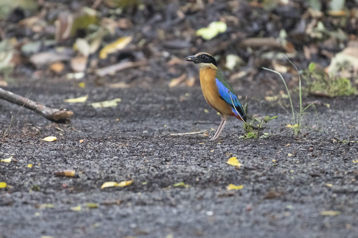 Blauflügelpitta - ML620491772