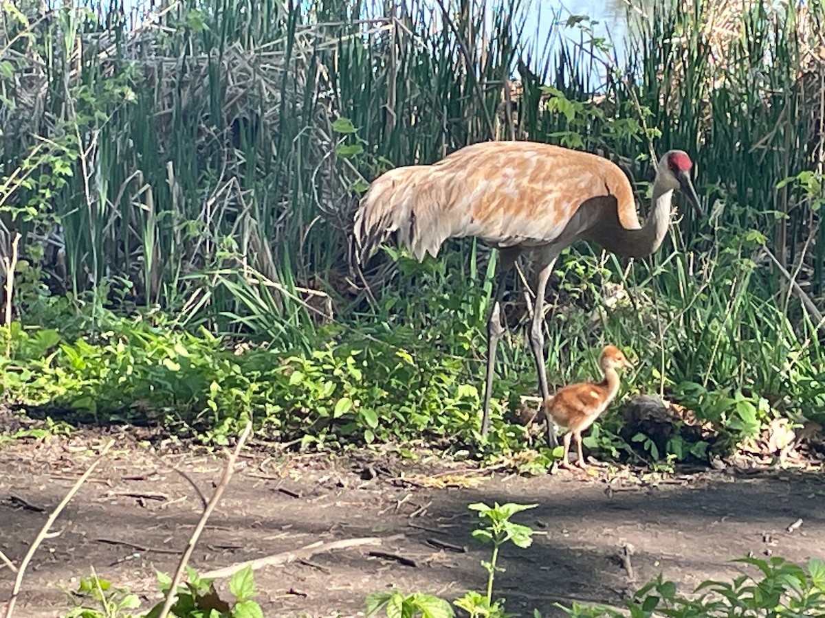 Sandhill Crane - Alenka Weinhold