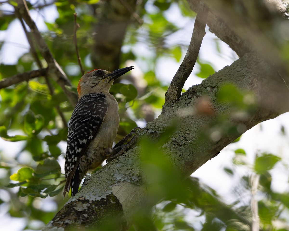 Red-crowned Woodpecker - ML620491777