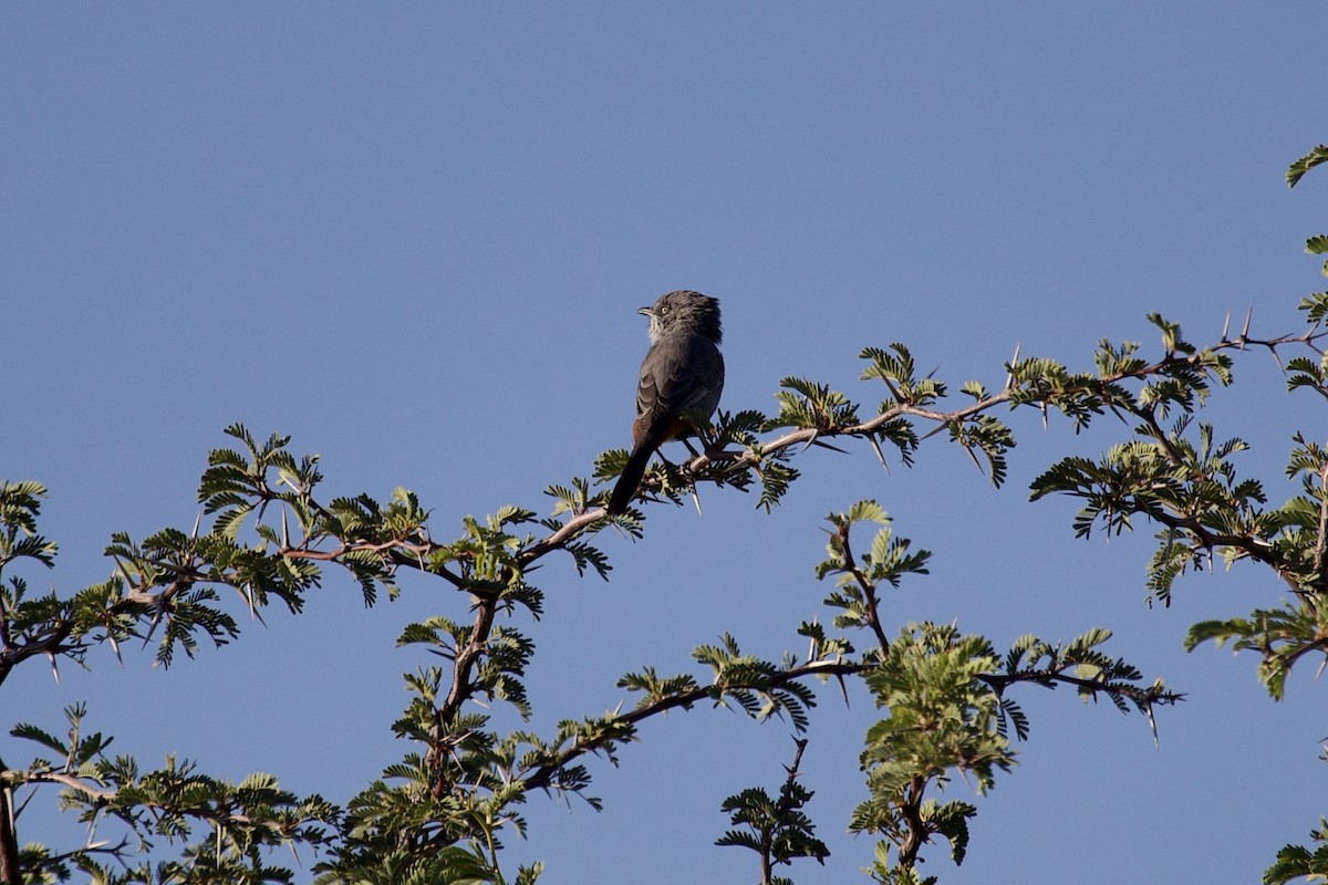 Chestnut-vented Warbler - ML620491781