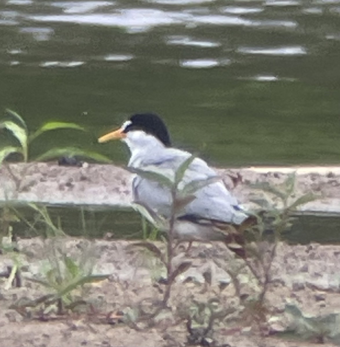 Least Tern - ML620491783