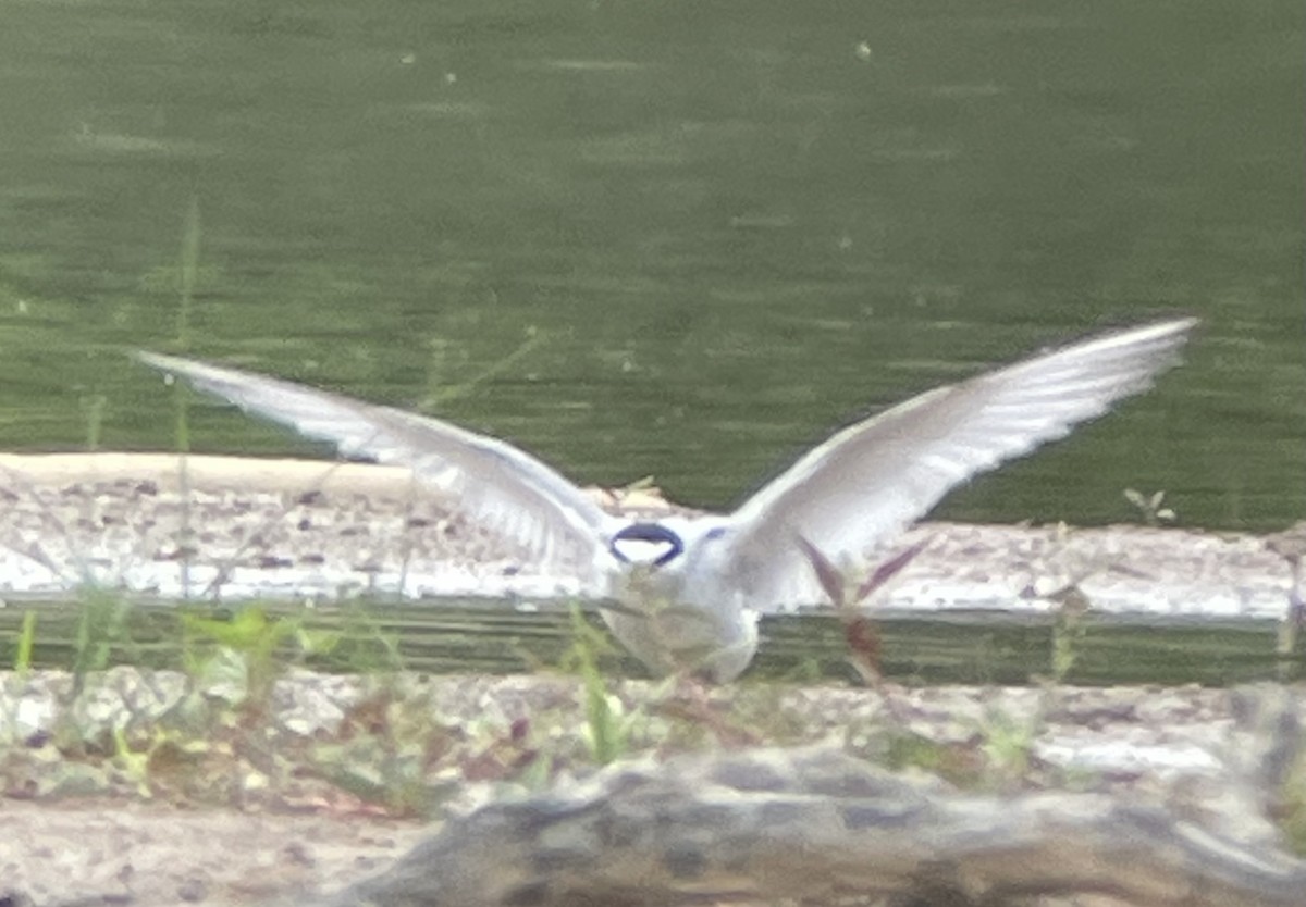 Least Tern - ML620491786