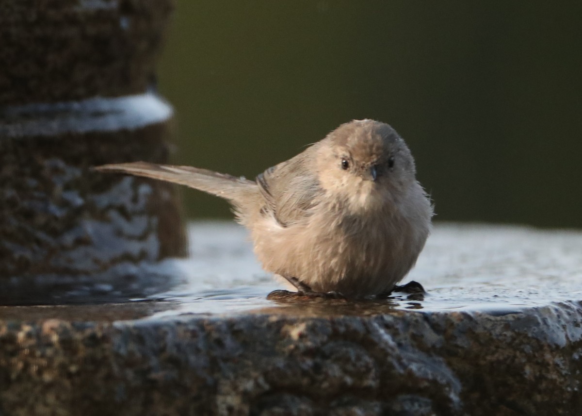 Bushtit - ML620491791