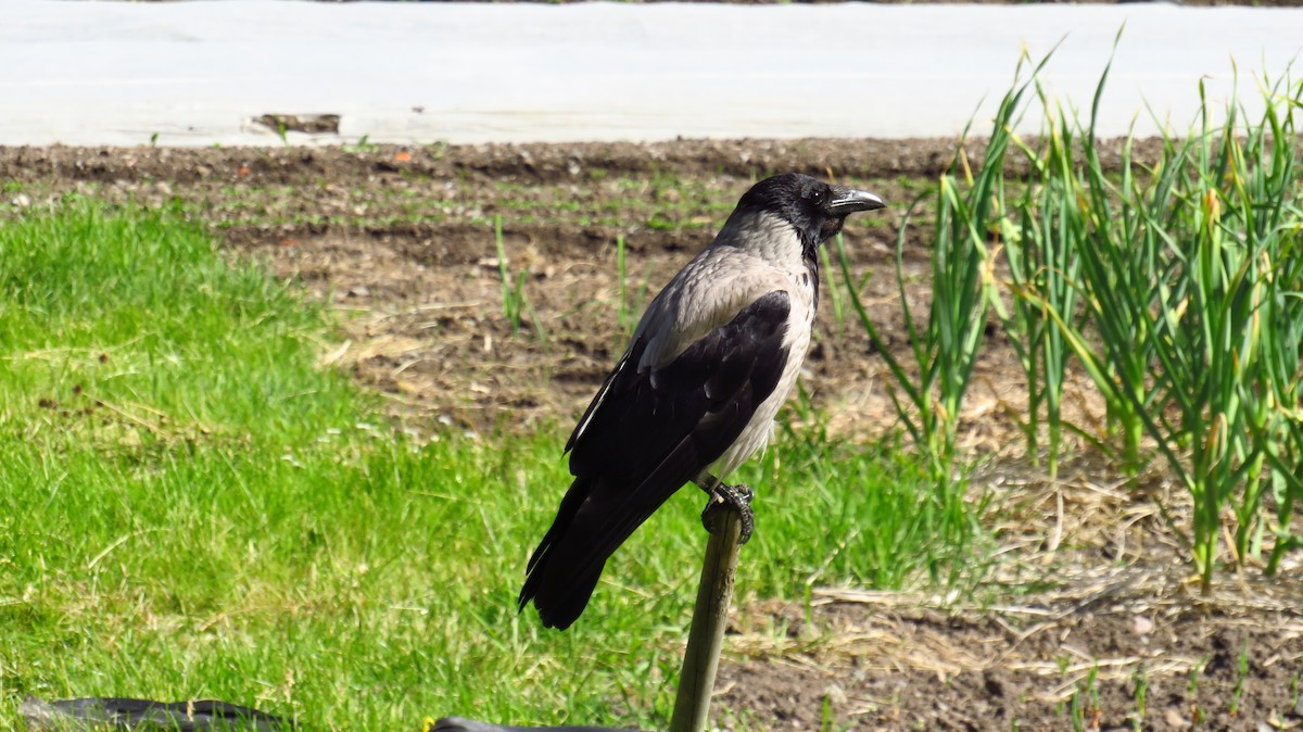 Hooded Crow - ML620491793