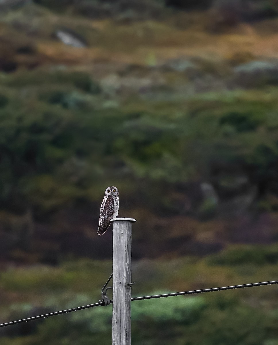 Short-eared Owl - ML620491802