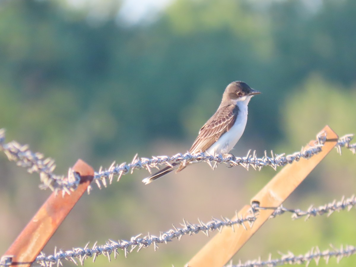 Eastern Kingbird - Lois Richardson