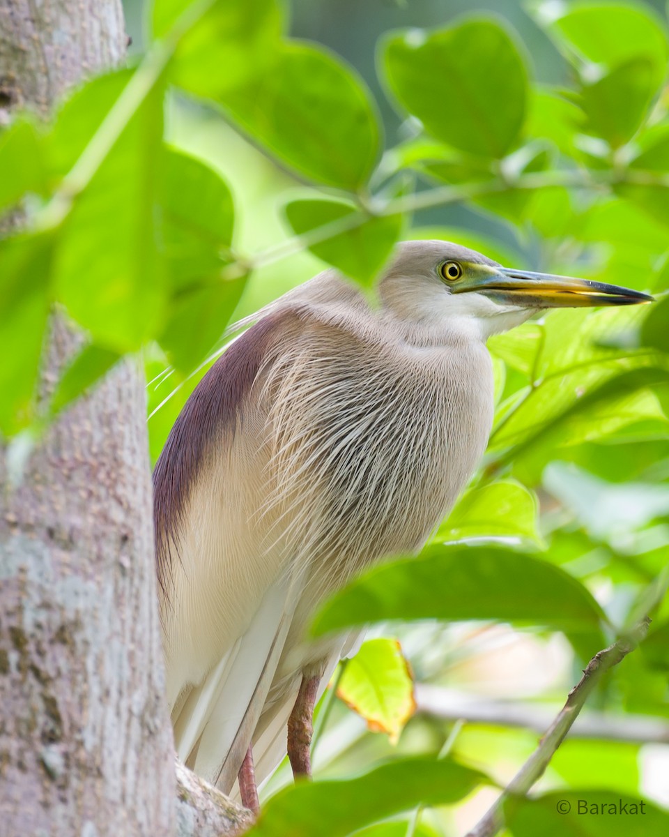 Indian Pond-Heron - ML620491806