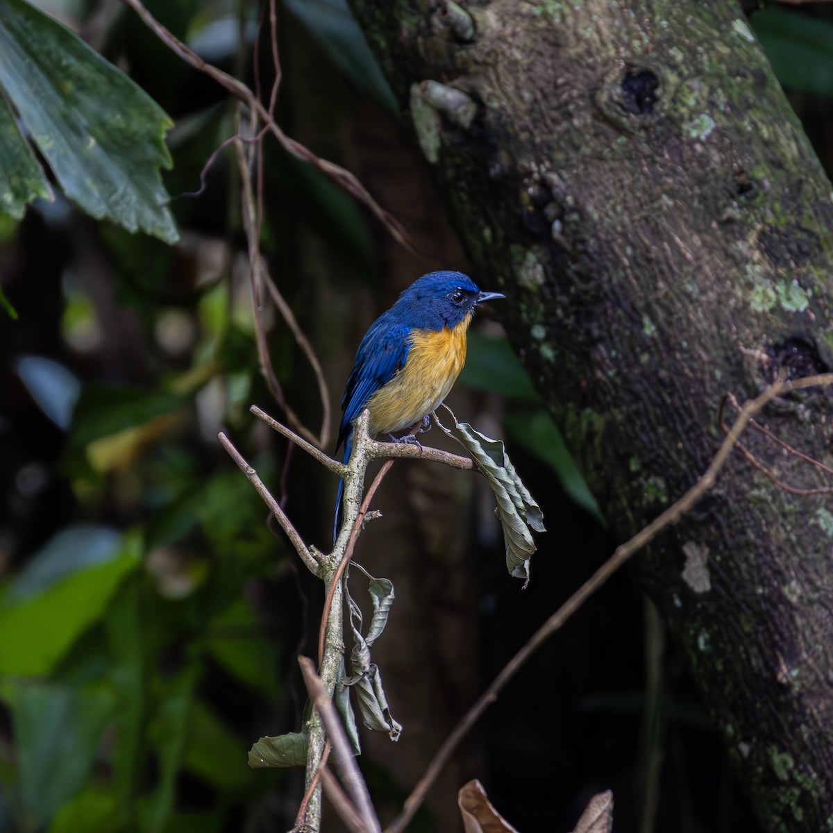 Mangrove Blue Flycatcher - ML620491813