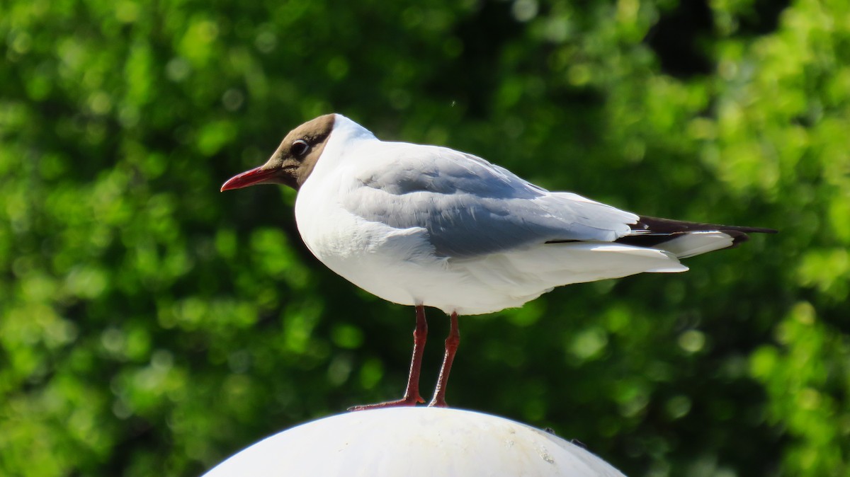 Mouette rieuse - ML620491814