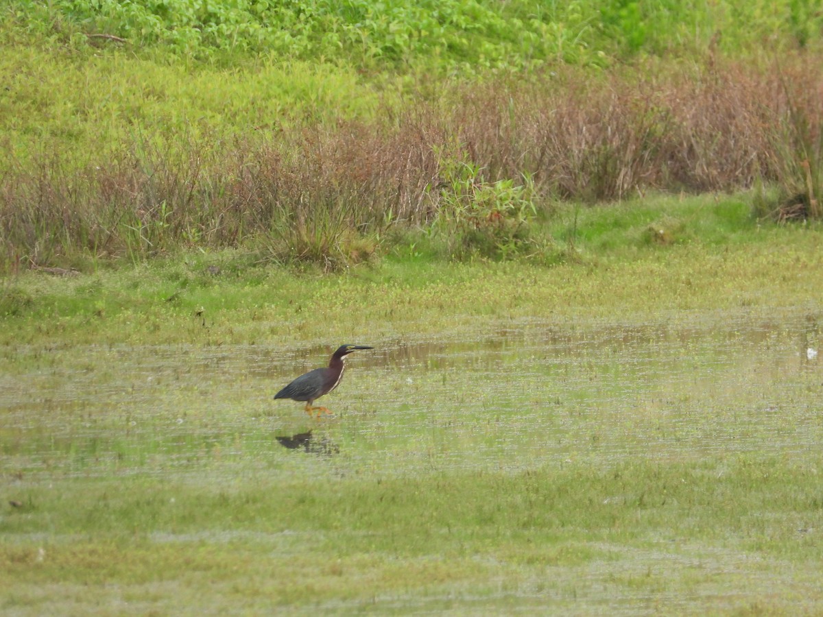 Green Heron - ML620491815