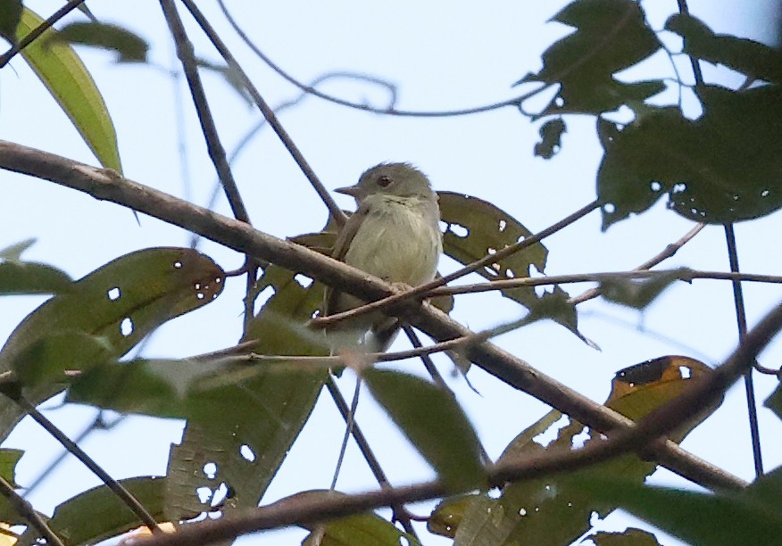 Tiny Tyrant-Manakin - ML620491816