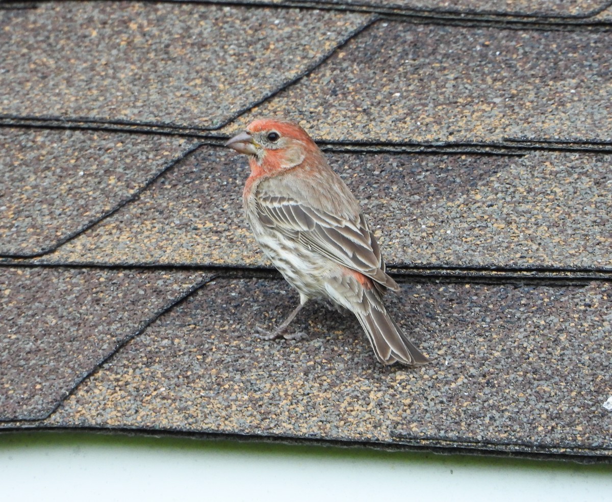 House Finch - Martin Berg