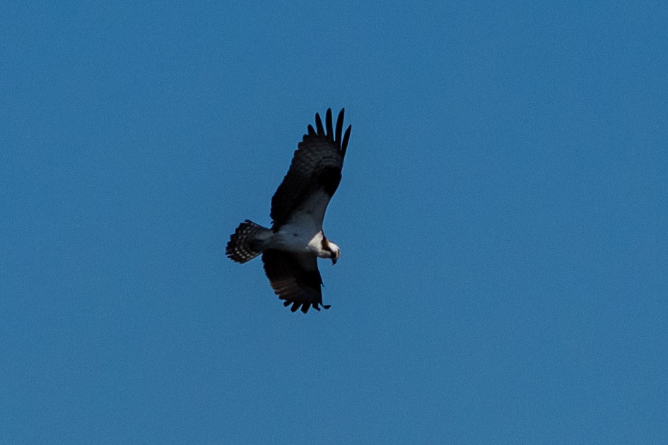 Águila Pescadora - ML620491823