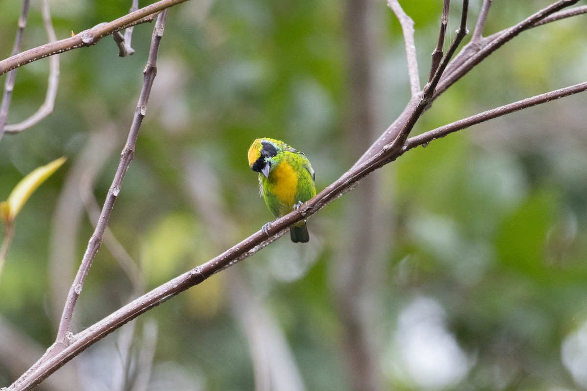 Green-and-gold Tanager - Andre Moncrieff