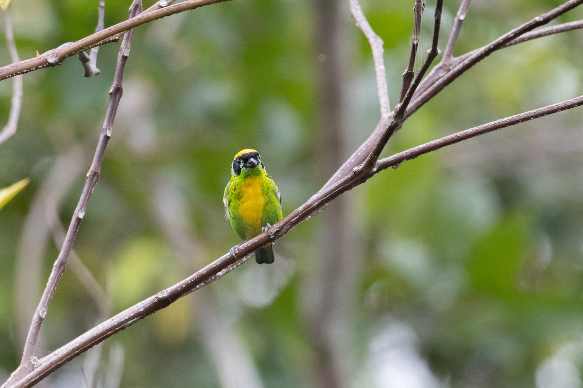 Green-and-gold Tanager - ML620491826