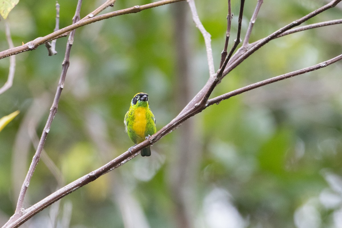 Green-and-gold Tanager - ML620491827