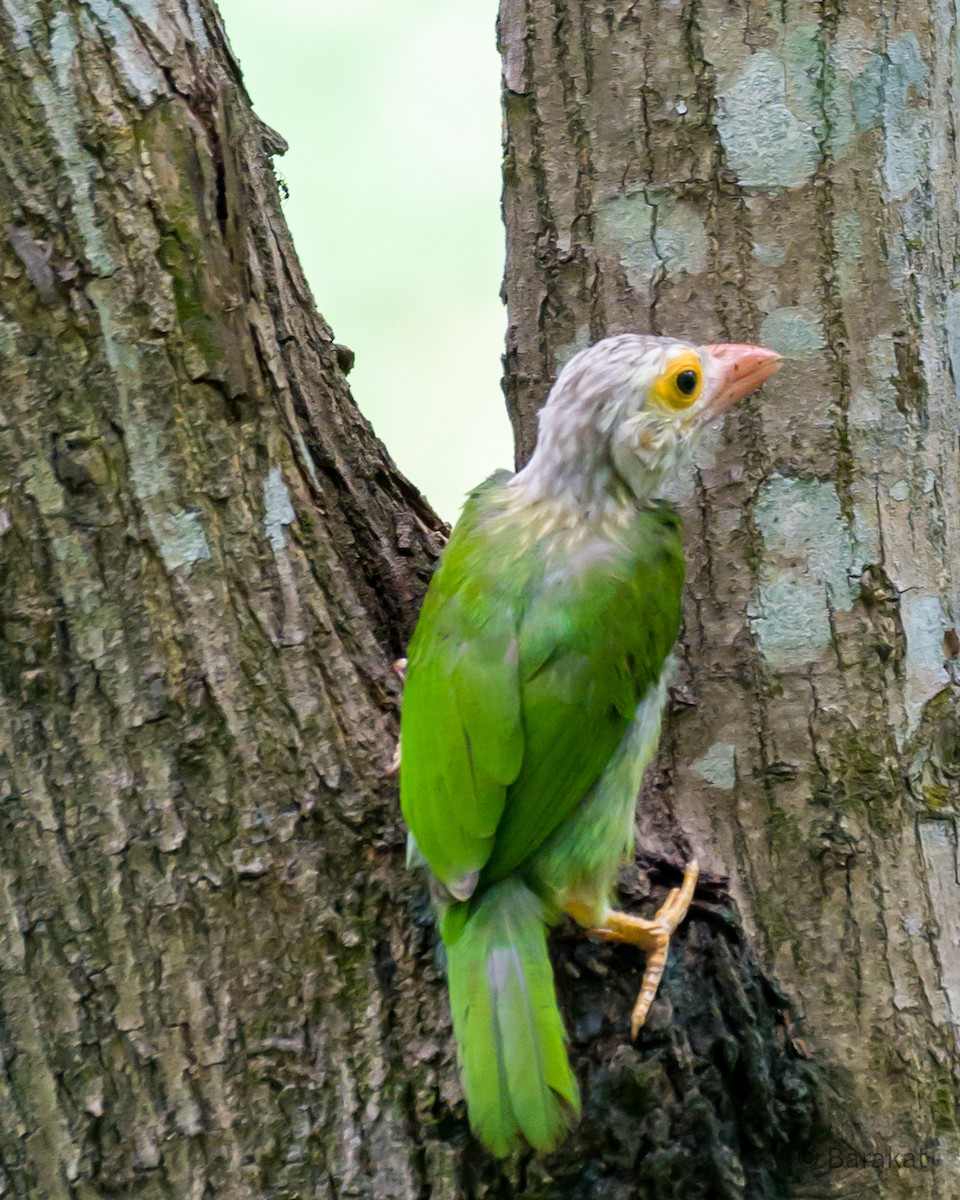 Lineated Barbet - ML620491833