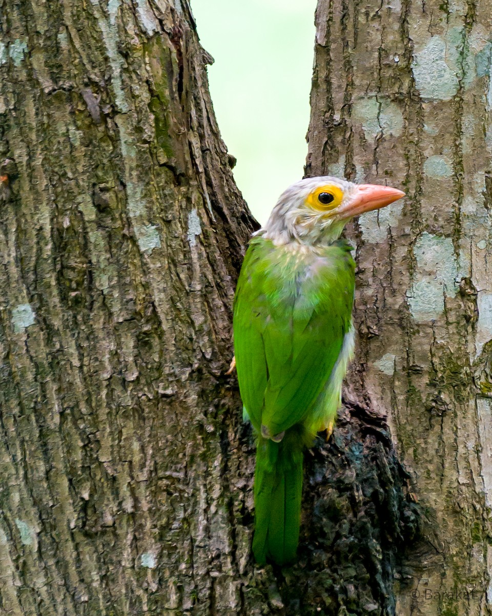 Lineated Barbet - ML620491834