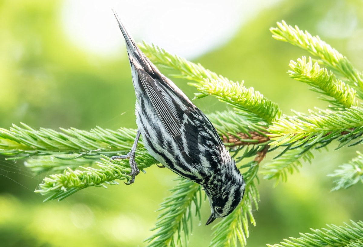 Black-and-white Warbler - ML620491837