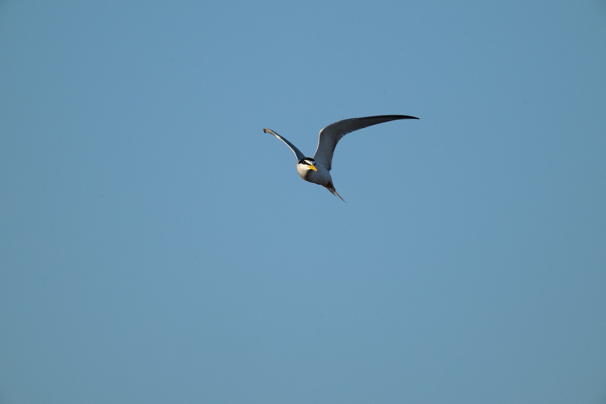 Least Tern - ML620491838