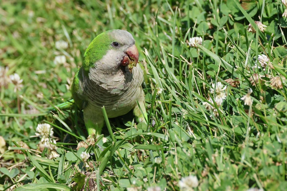 Monk Parakeet - ML620491839