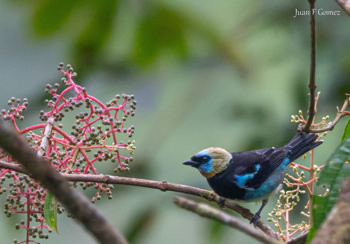 Golden-hooded Tanager - ML620491842