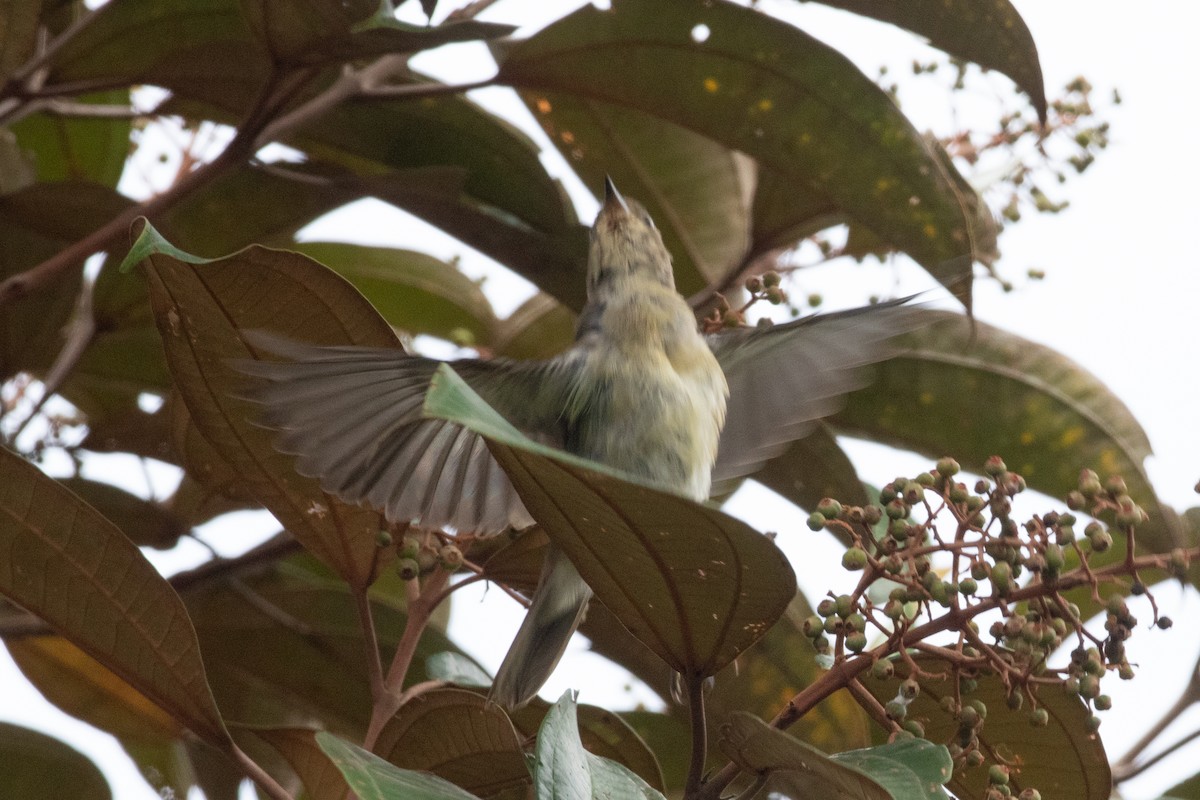 Dacnis à coiffe bleue - ML620491846