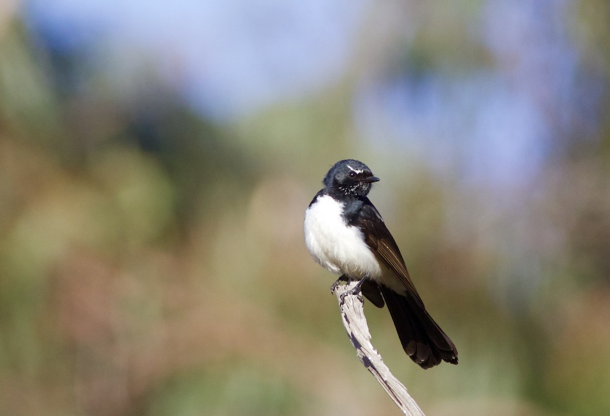 Willie-wagtail - ML620491850