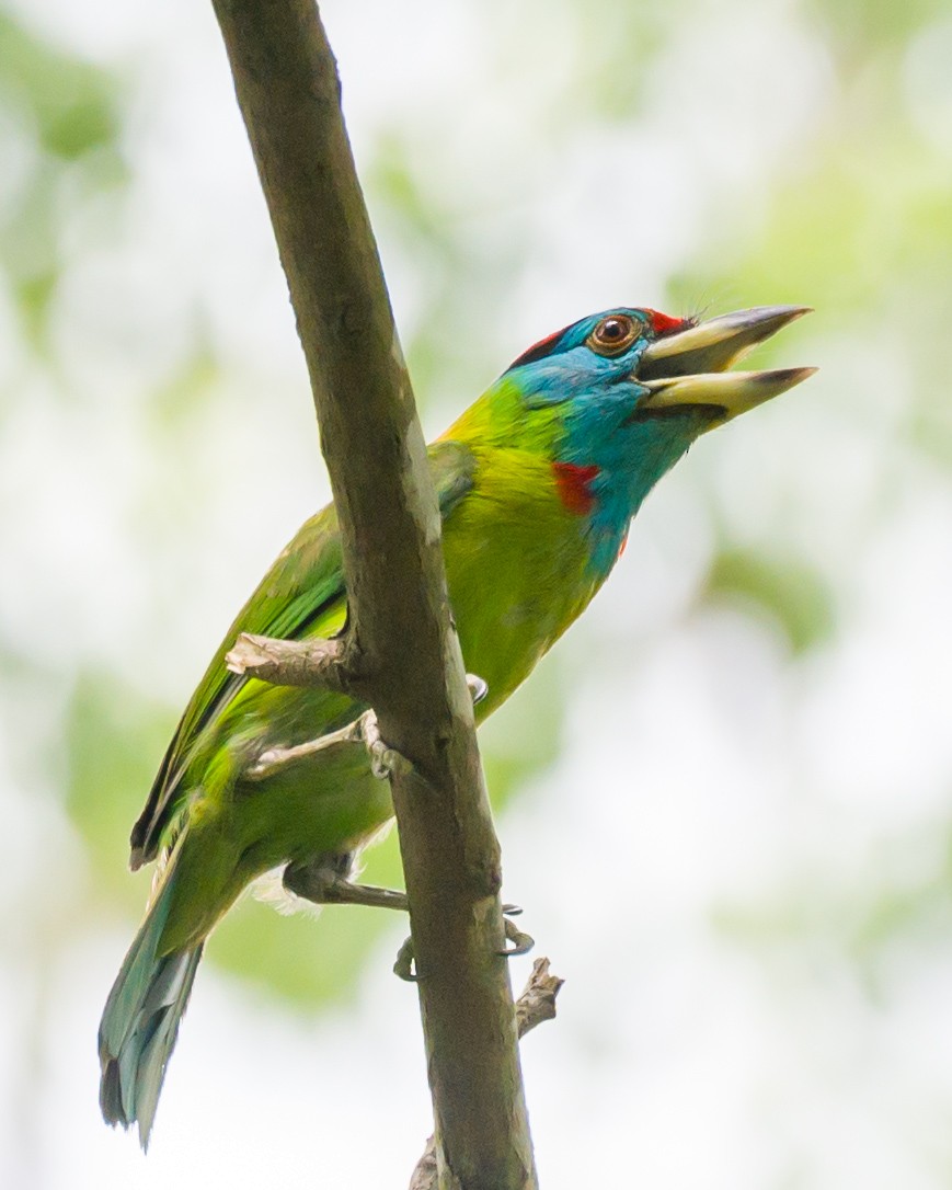 barbet modrolící - ML620491851