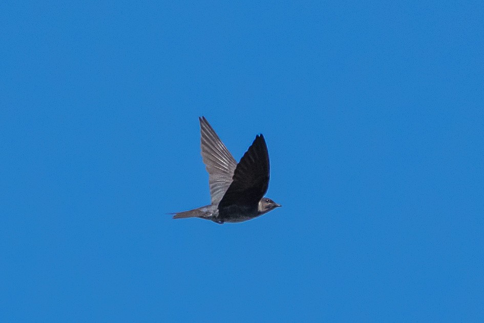 Purple Martin - ML620491854