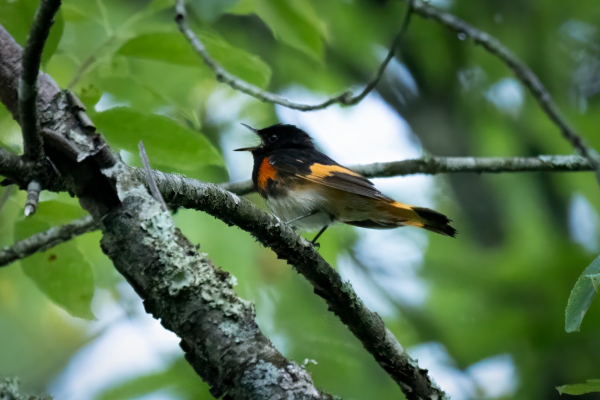 American Redstart - ML620491855