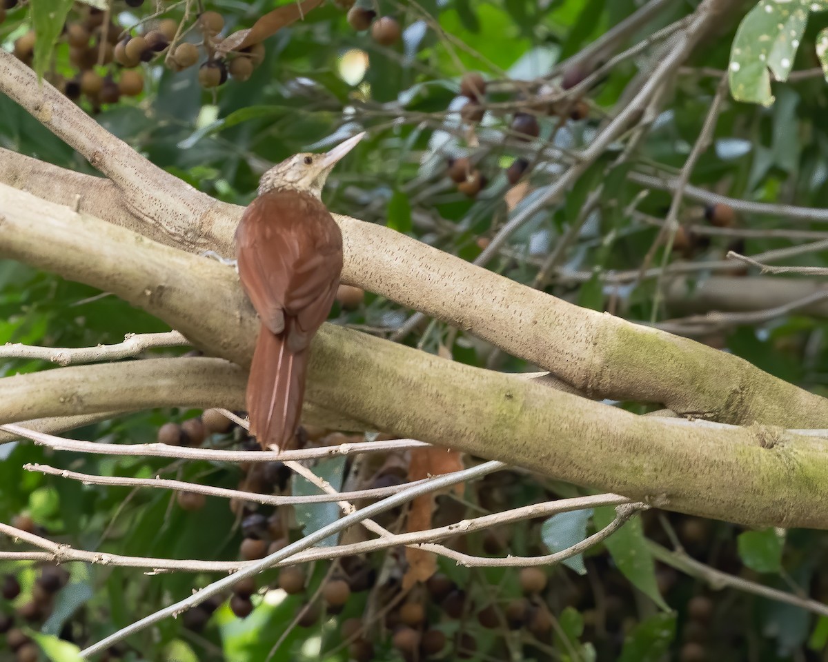 Straight-billed Woodcreeper - ML620491856