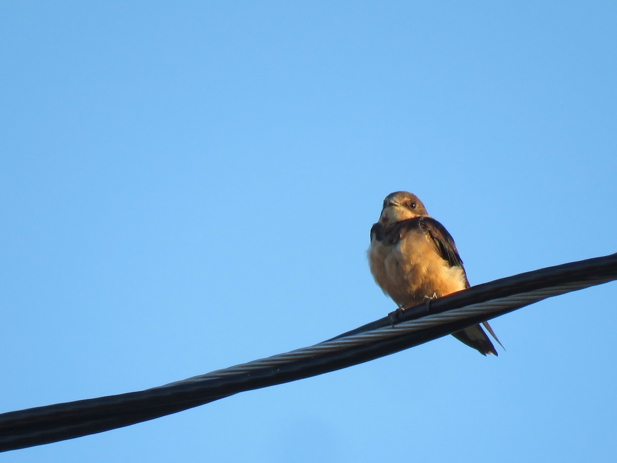 Barn Swallow - ML620491857