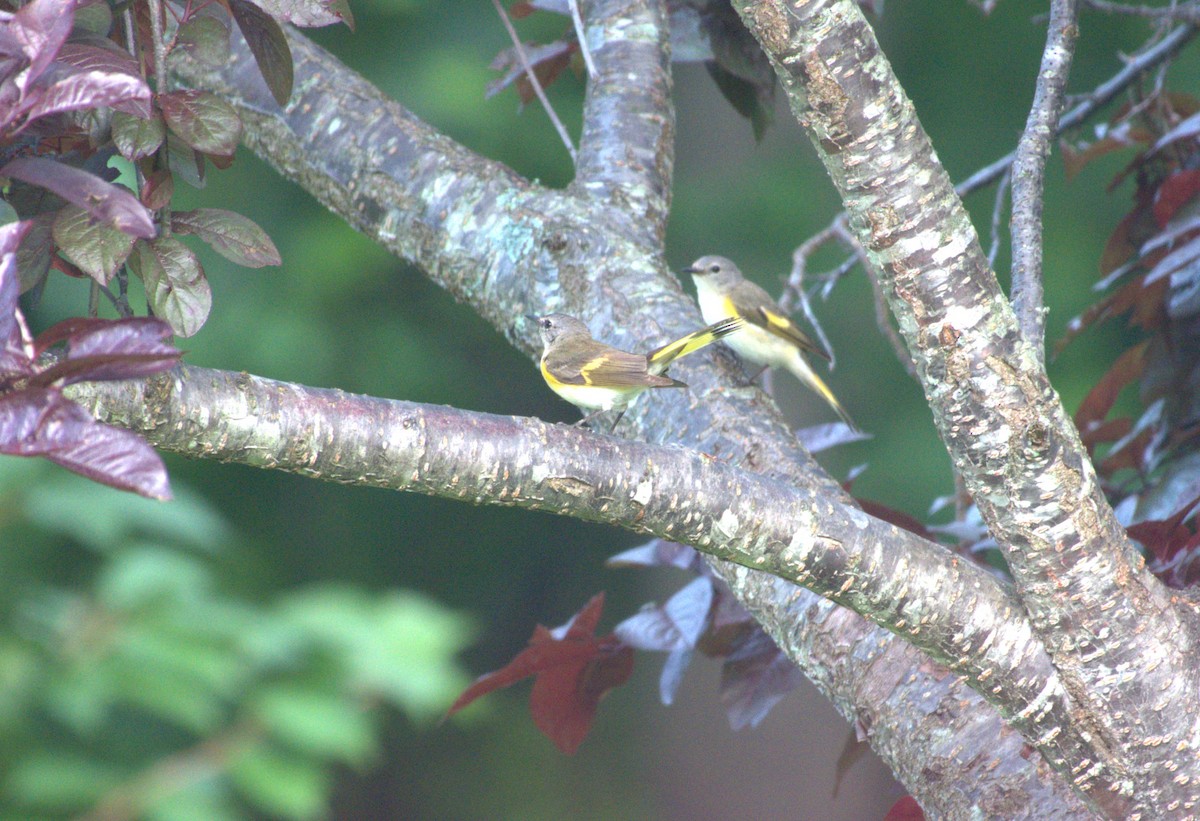 American Redstart - ML620491860