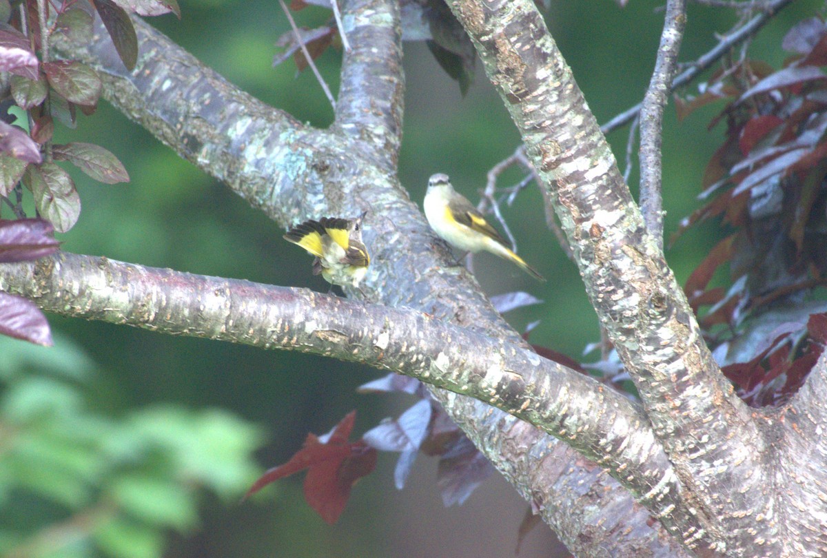 American Redstart - ML620491867