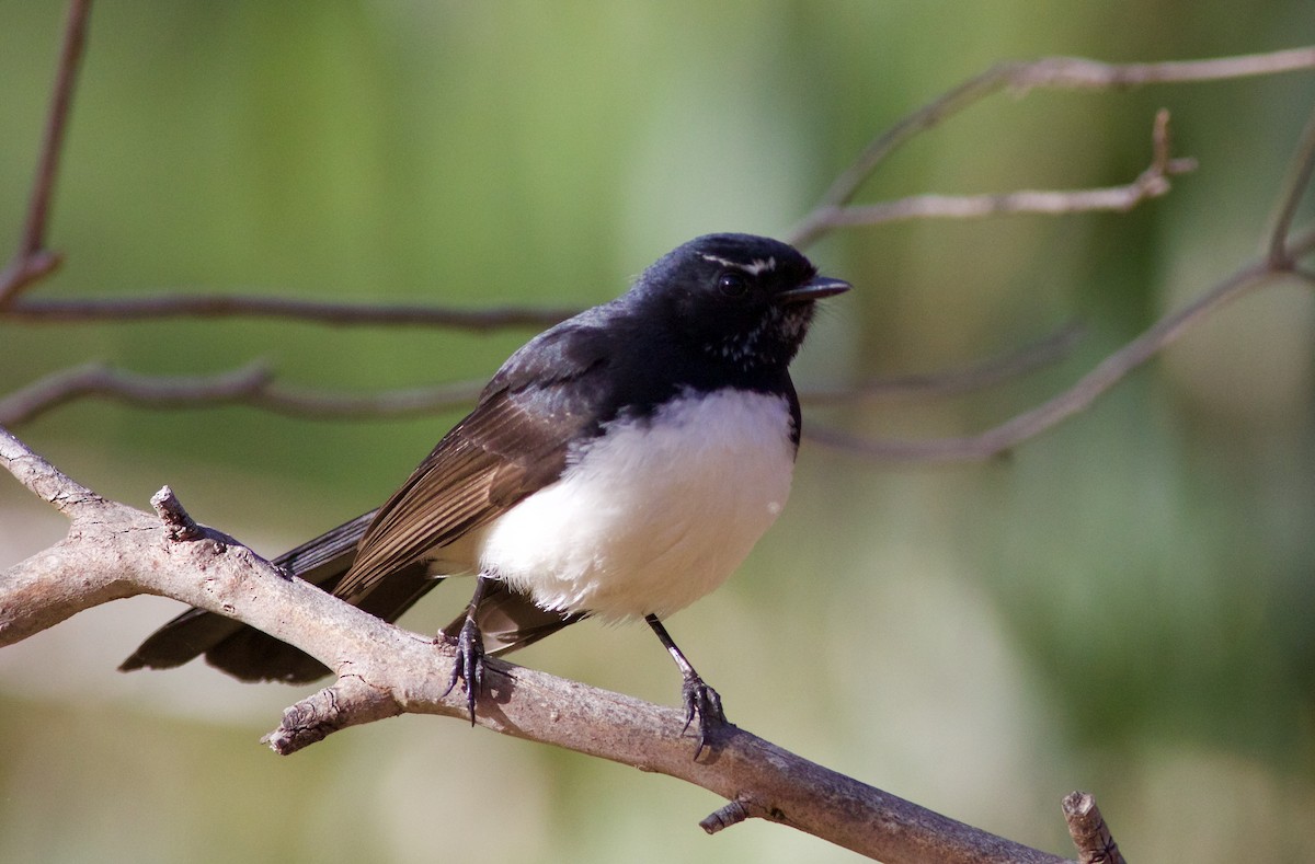 Willie-wagtail - ML620491869