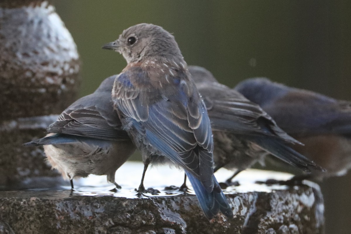 Western Bluebird - ML620491872