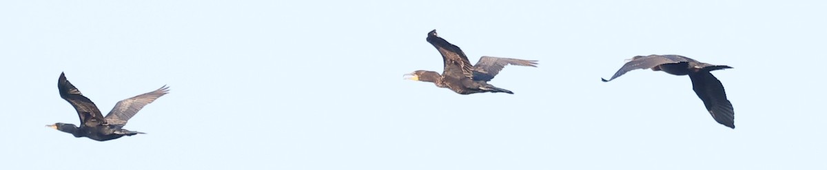 Double-crested Cormorant - ML620491877