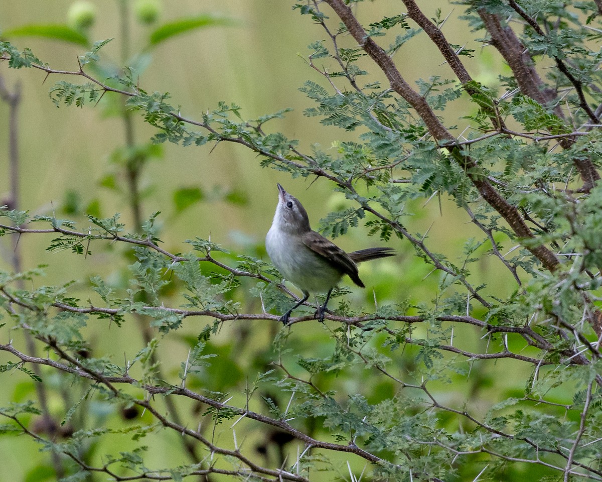 Northern Mouse-colored Tyrannulet - ML620491879