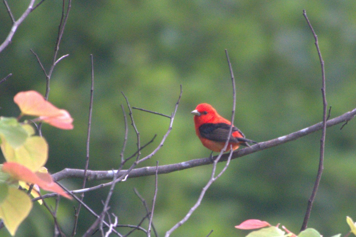 Scarlet Tanager - ML620491883
