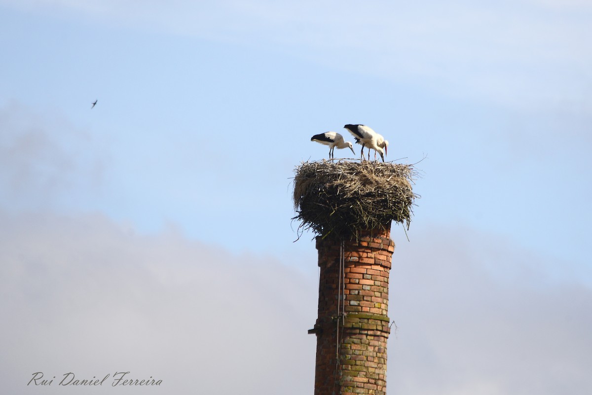 White Stork - ML620491884