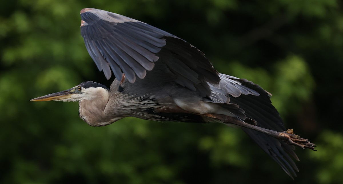 Great Blue Heron - Duane Yarbrough