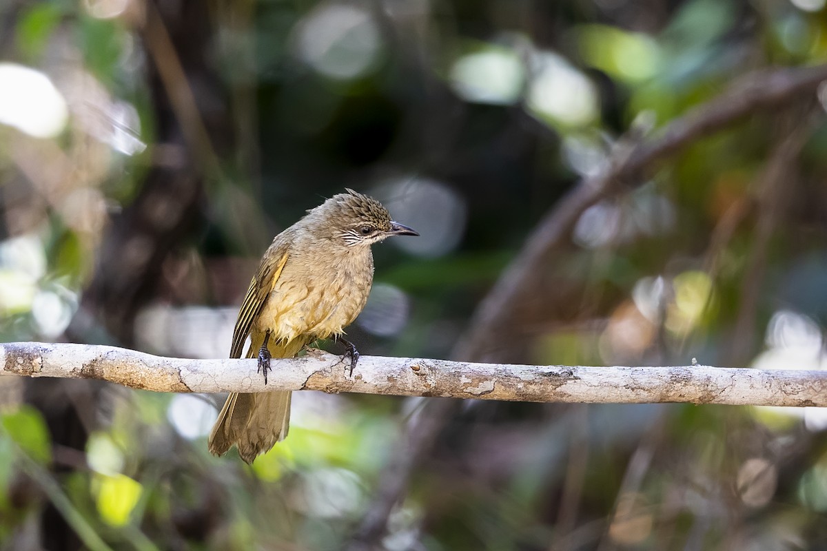 Streak-eared Bulbul - ML620491892