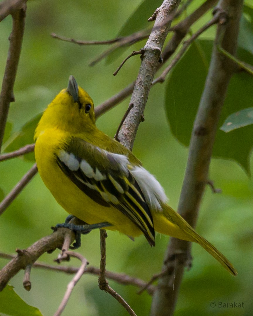 Common Iora - Munshi Abul Barakat