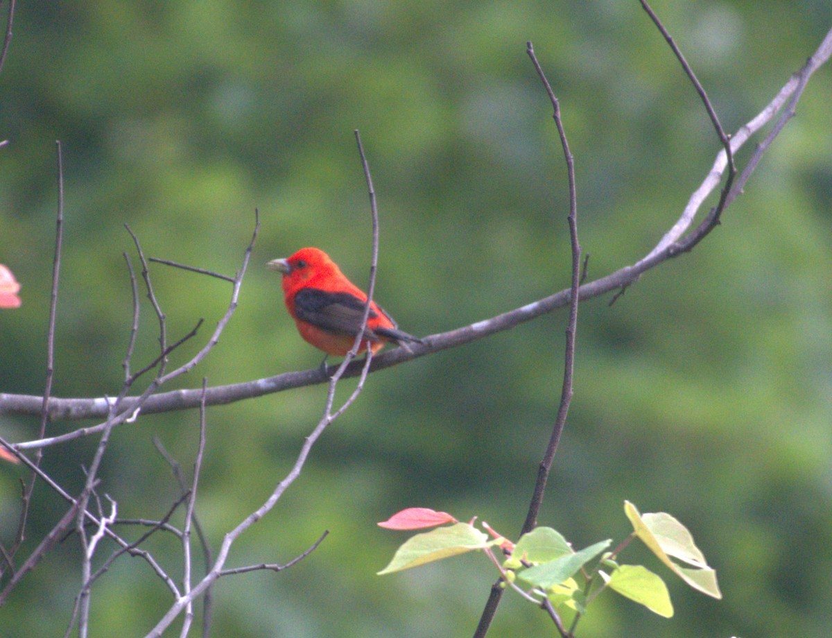Scarlet Tanager - ML620491896