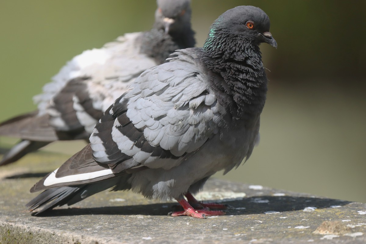 Rock Pigeon (Feral Pigeon) - ML620491899