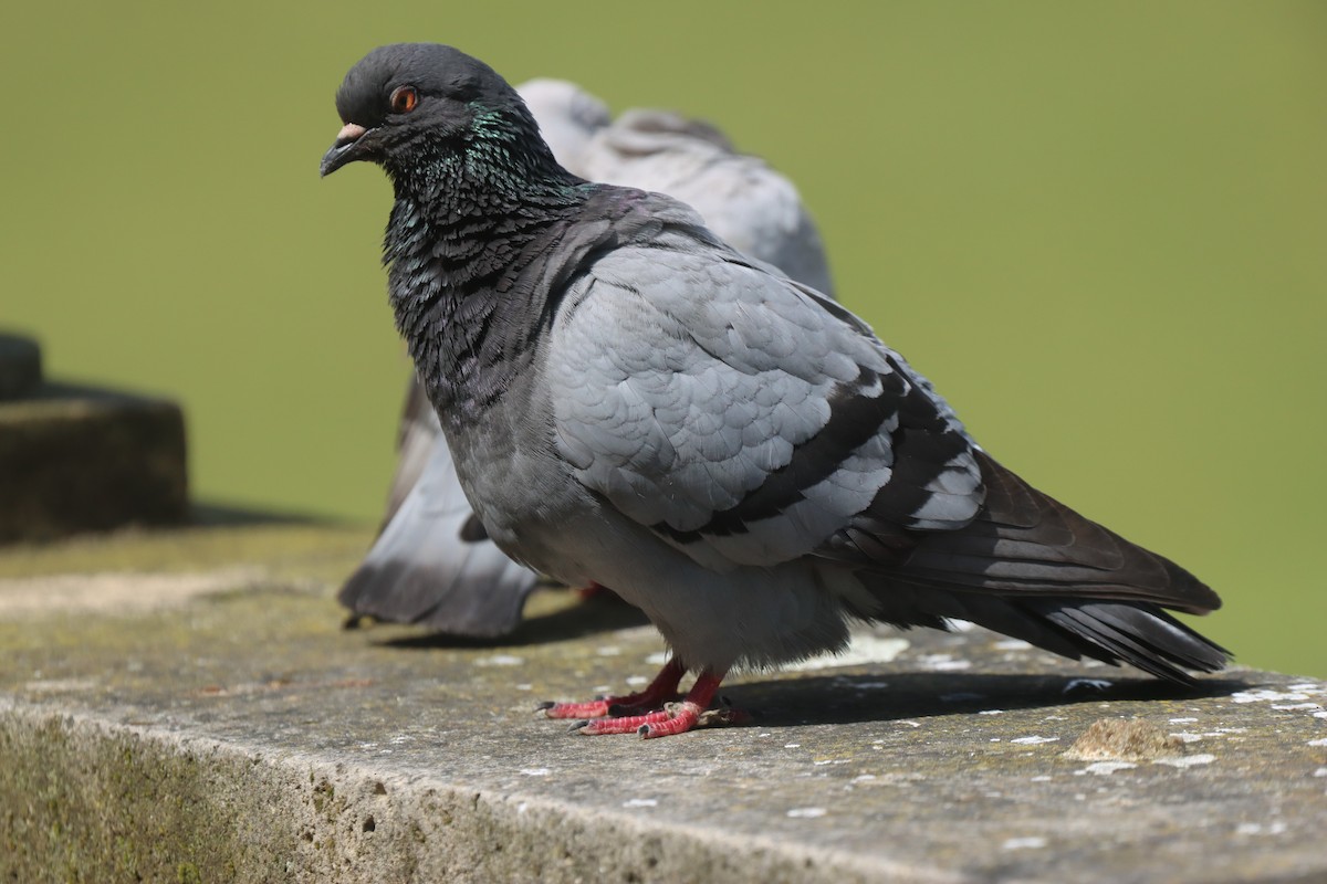 Rock Pigeon (Feral Pigeon) - ML620491900