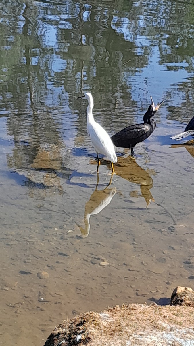 Snowy Egret - Hostília Gussoni