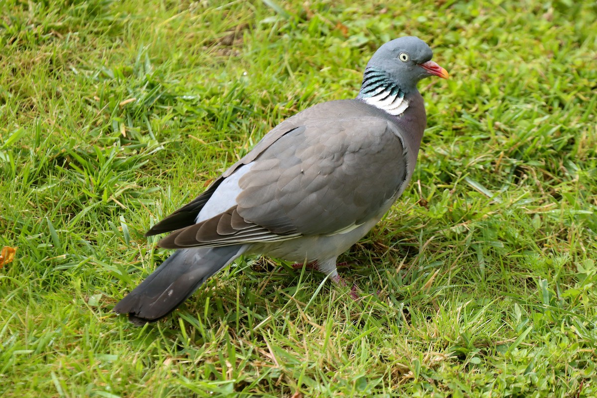 Common Wood-Pigeon - ML620491915